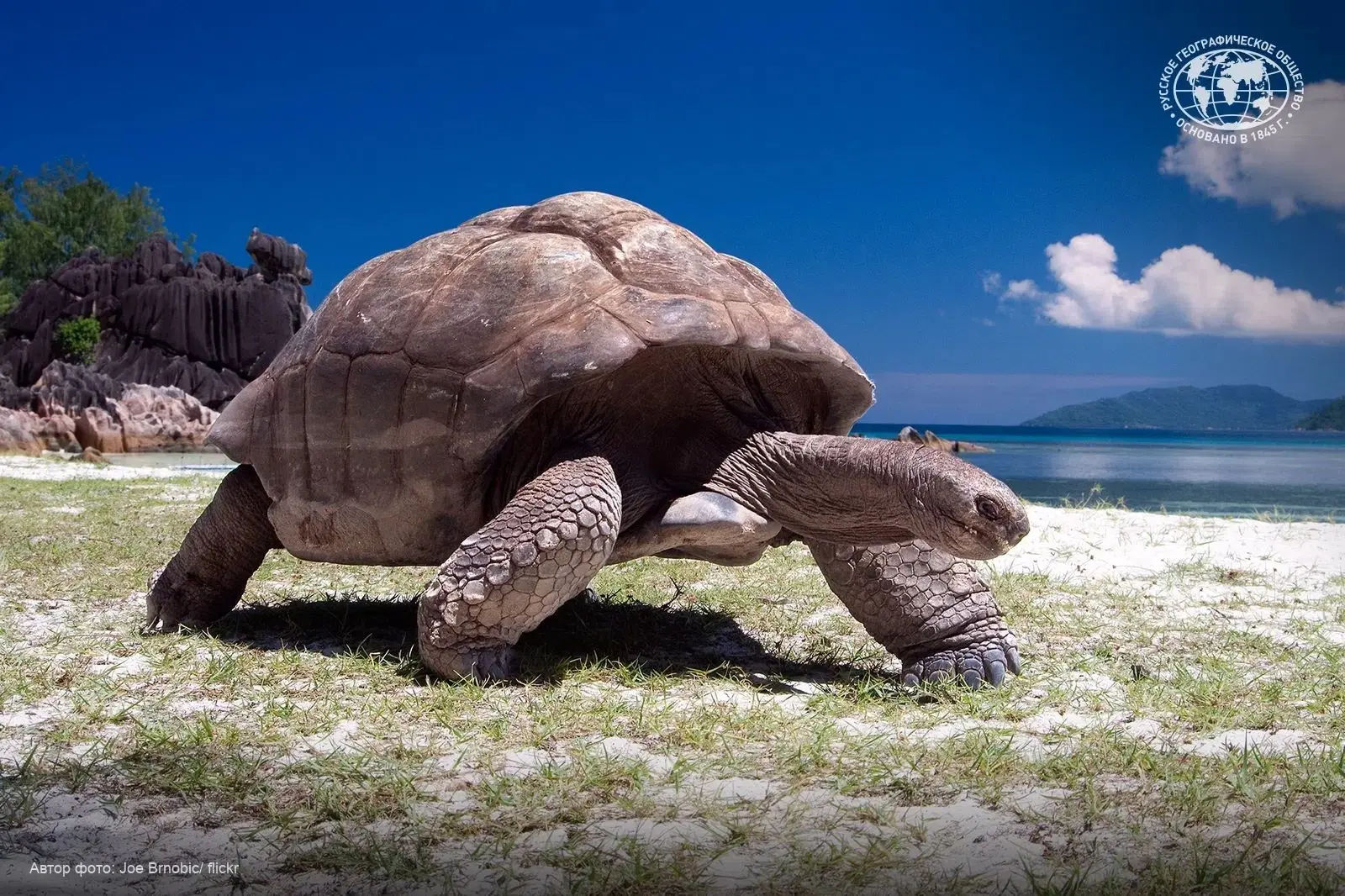 🐢 💚 Добрые новости: гигантских черепах стало больше!