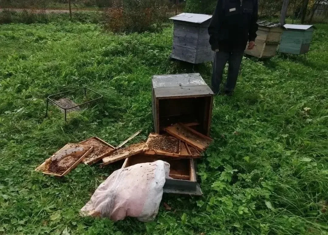 Семья медведей разорила пасеку 82-летнего пенсионера в Вологодской области. Звери уже п...