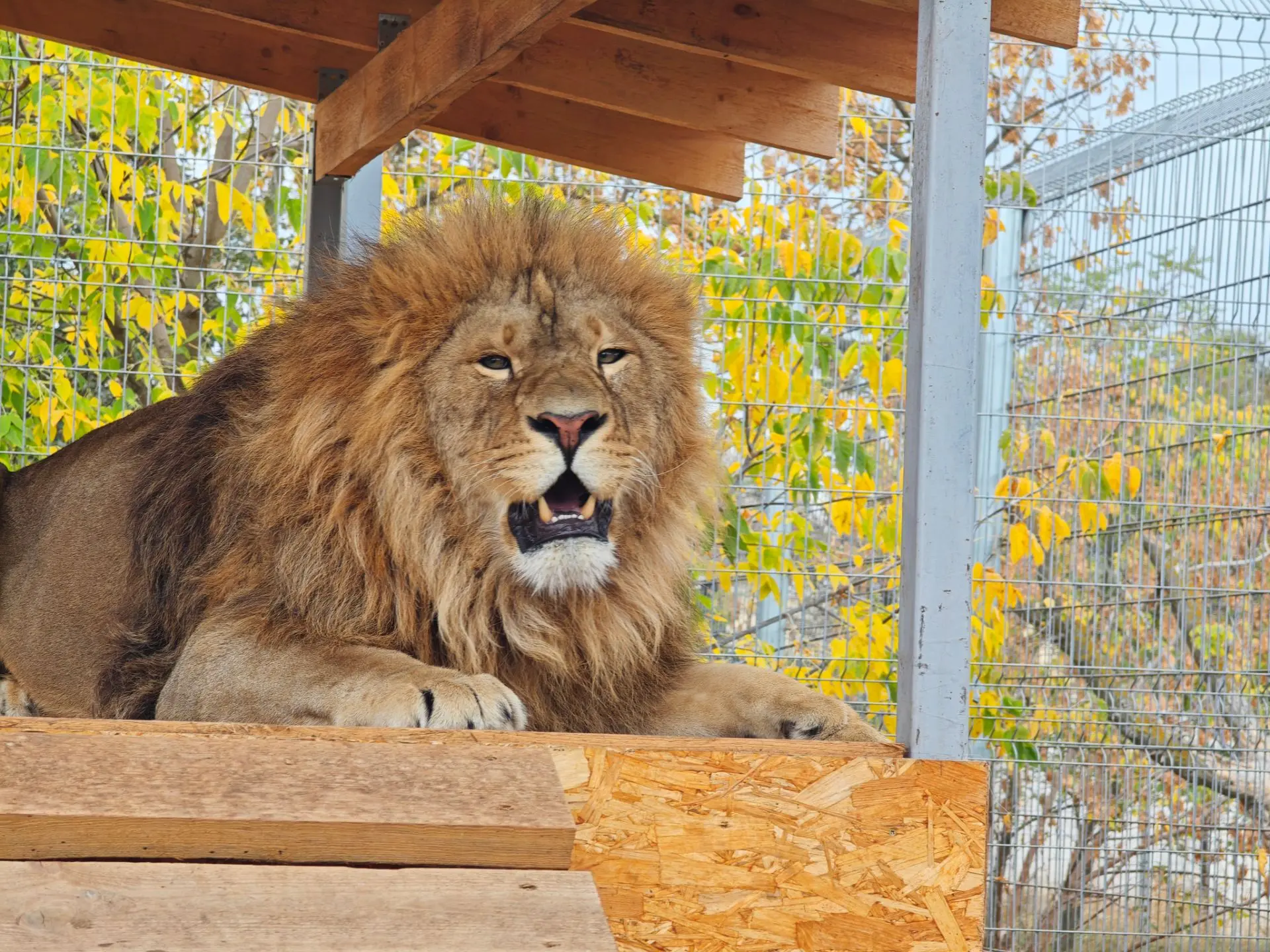 Запись на экскурсию в зооцентр "Дино"🦁🦊🦝🐺🐶🐻