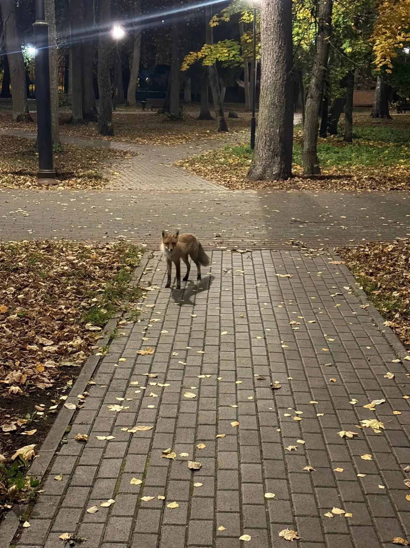 И снова лиса в центре Сарова 🦊