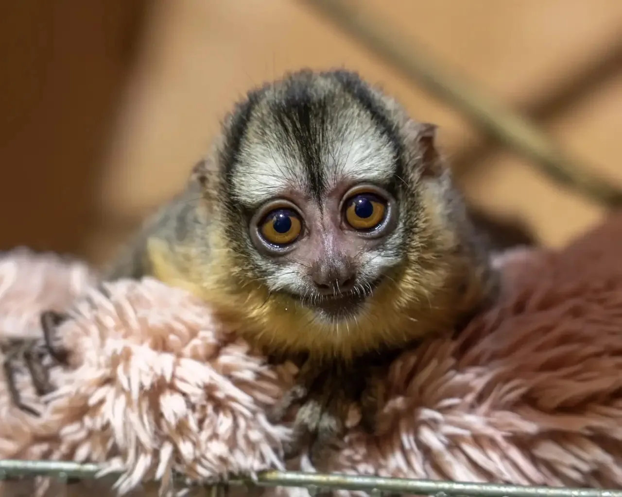 Помните крошку-обезьянку весом 60 граммов? 🐒💕
