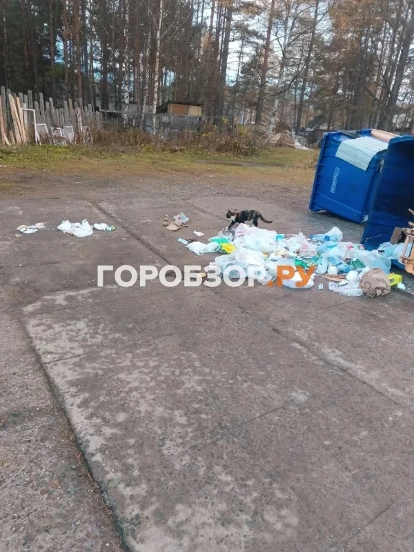 🐻Убитые куры и разгромленные теплицы: город в Башкирии заполонили медведи