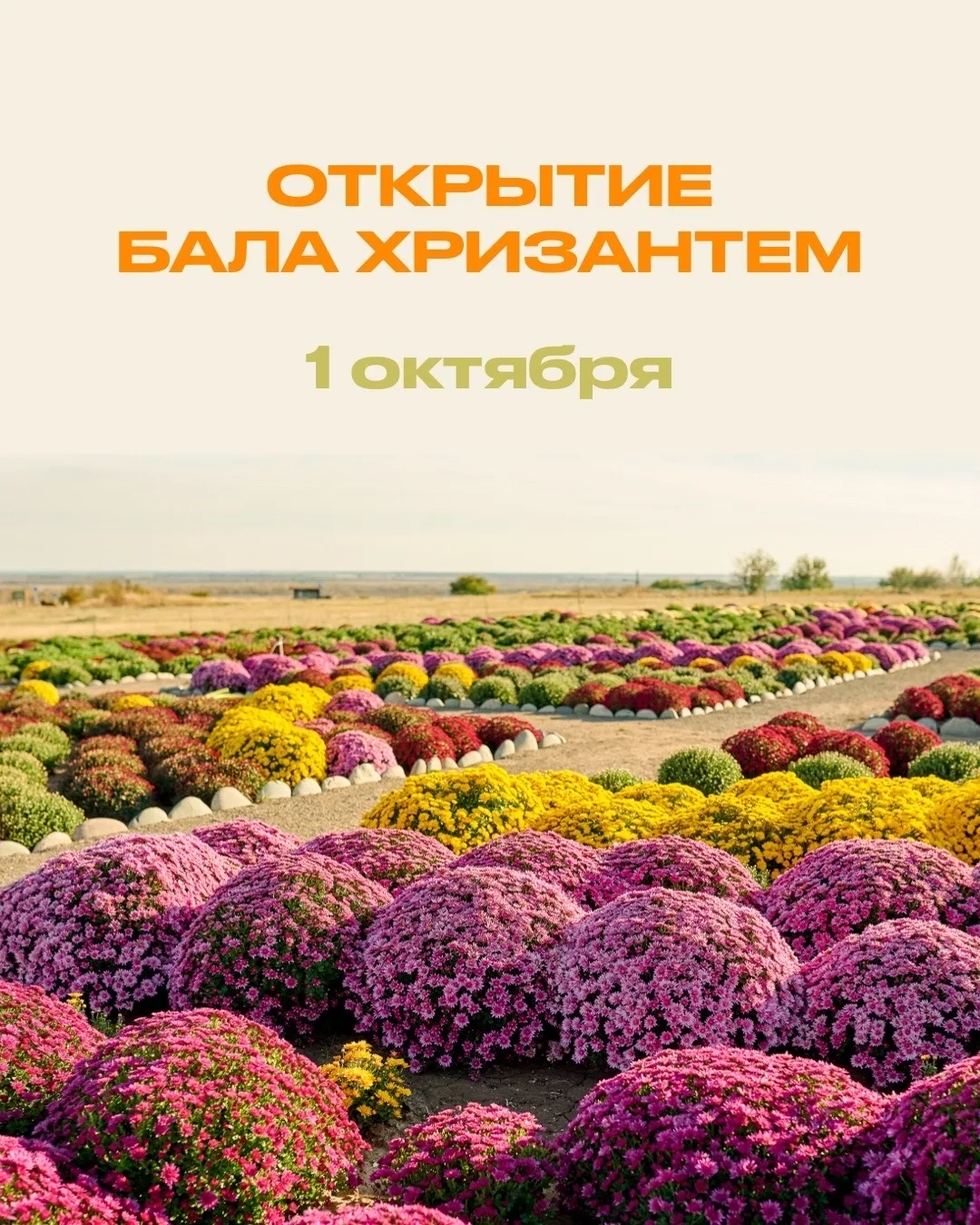 Друзья! Хризантемы еще «спят», т. к. погода слишком жаркая.
