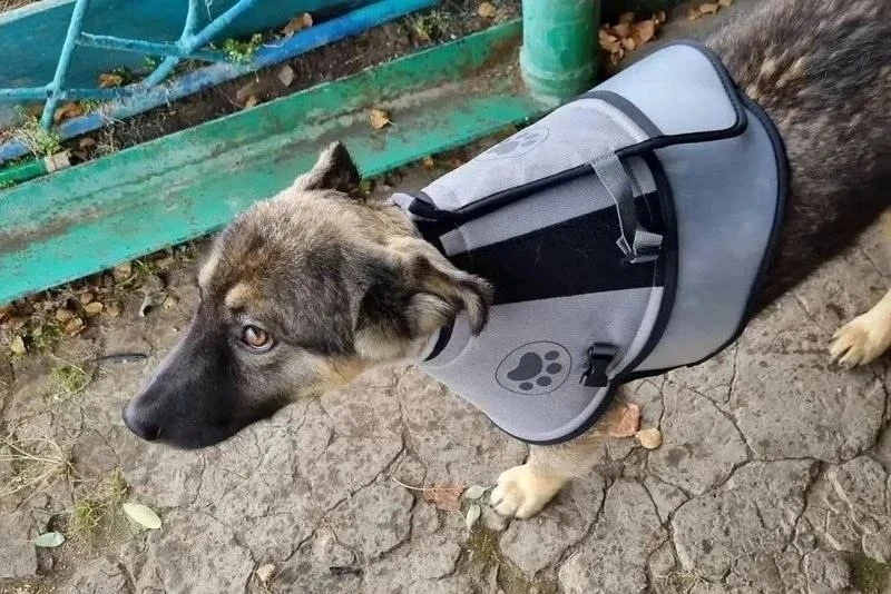 🐻 Щенок спас семью от медведя