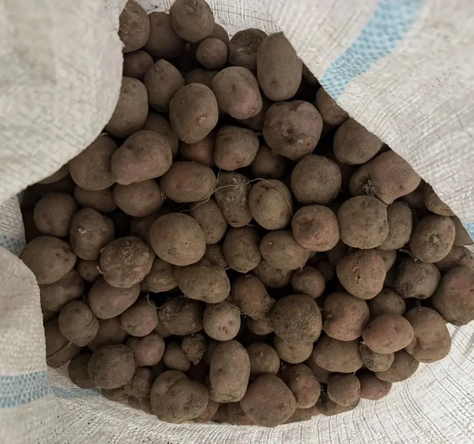Продам около двух мешков мелкой картошки на корм животным. Цена 300 рублей. Самовывоз р...