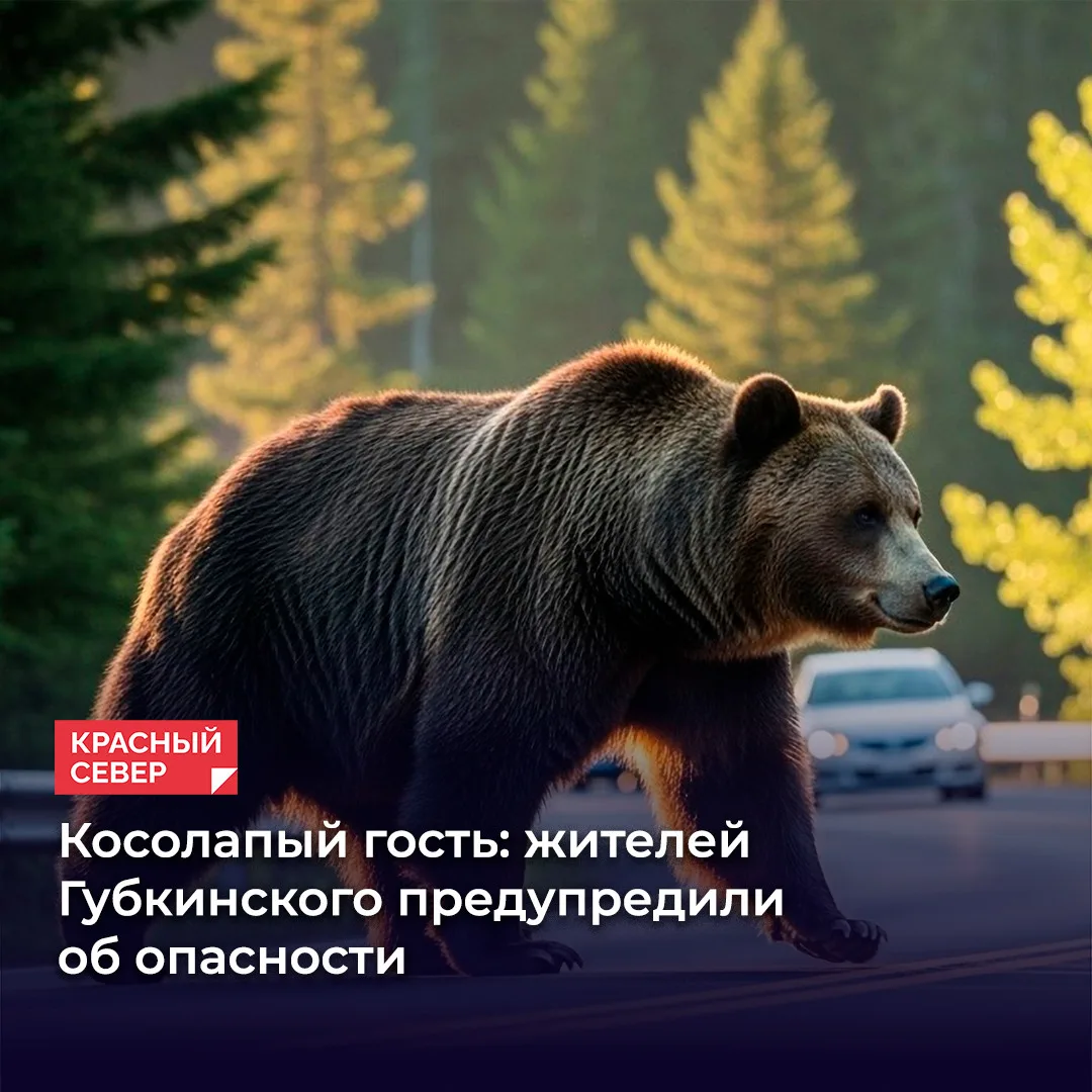 🐻 В Губкинском в микрорайоне Северной экспедиции заметили свежие следы медведя. Админи...