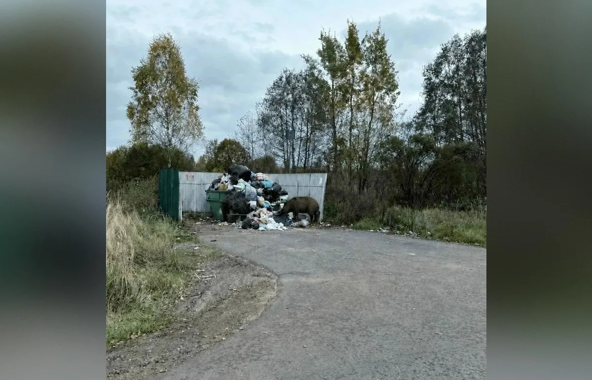 🌲 В Осташковском районе кабаны вышли к деревенским помойкам