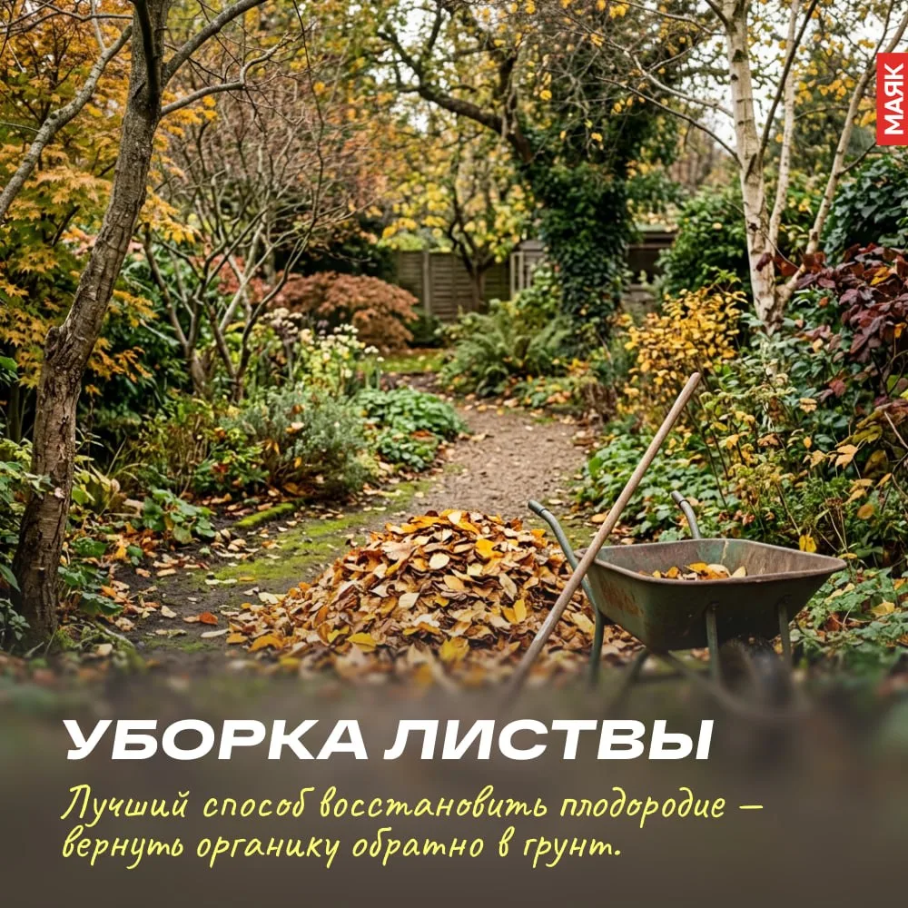 🍂 Опавшая листва — это естественный ресурс для восстановления  плодородия почвы, а не ...