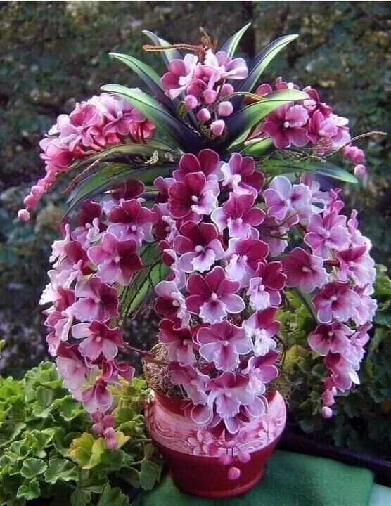 Шикарная орхидея💜