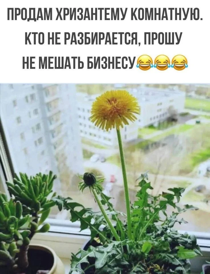 🌿 Не мешайте моему бизнесу.