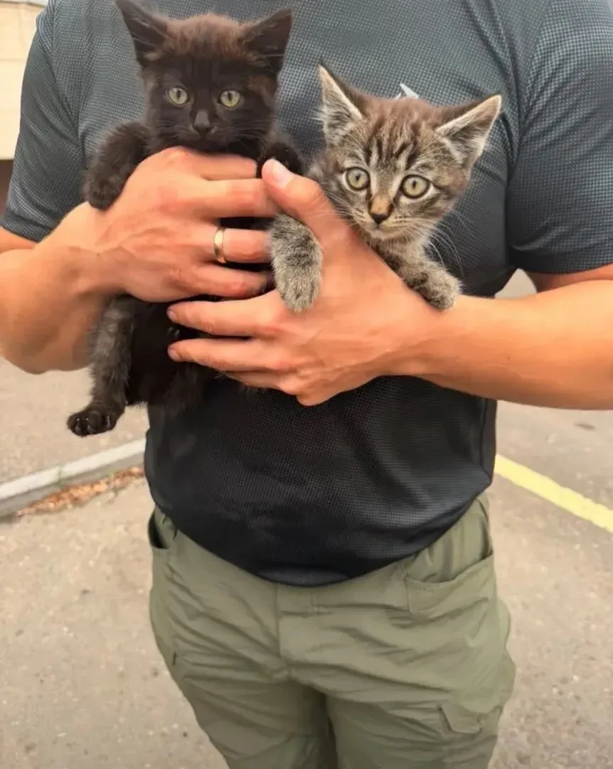 Отдам в добрые и заботливые руки🙏🏻Нашли двух котят. Привили. Протравили паразитов. Ма...