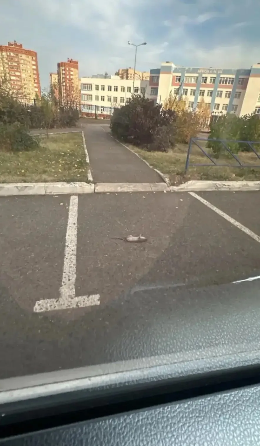 Возле школы 86 завелись крысы на мусорных площадках. Подскажите, пожалуйста, куда можно...
