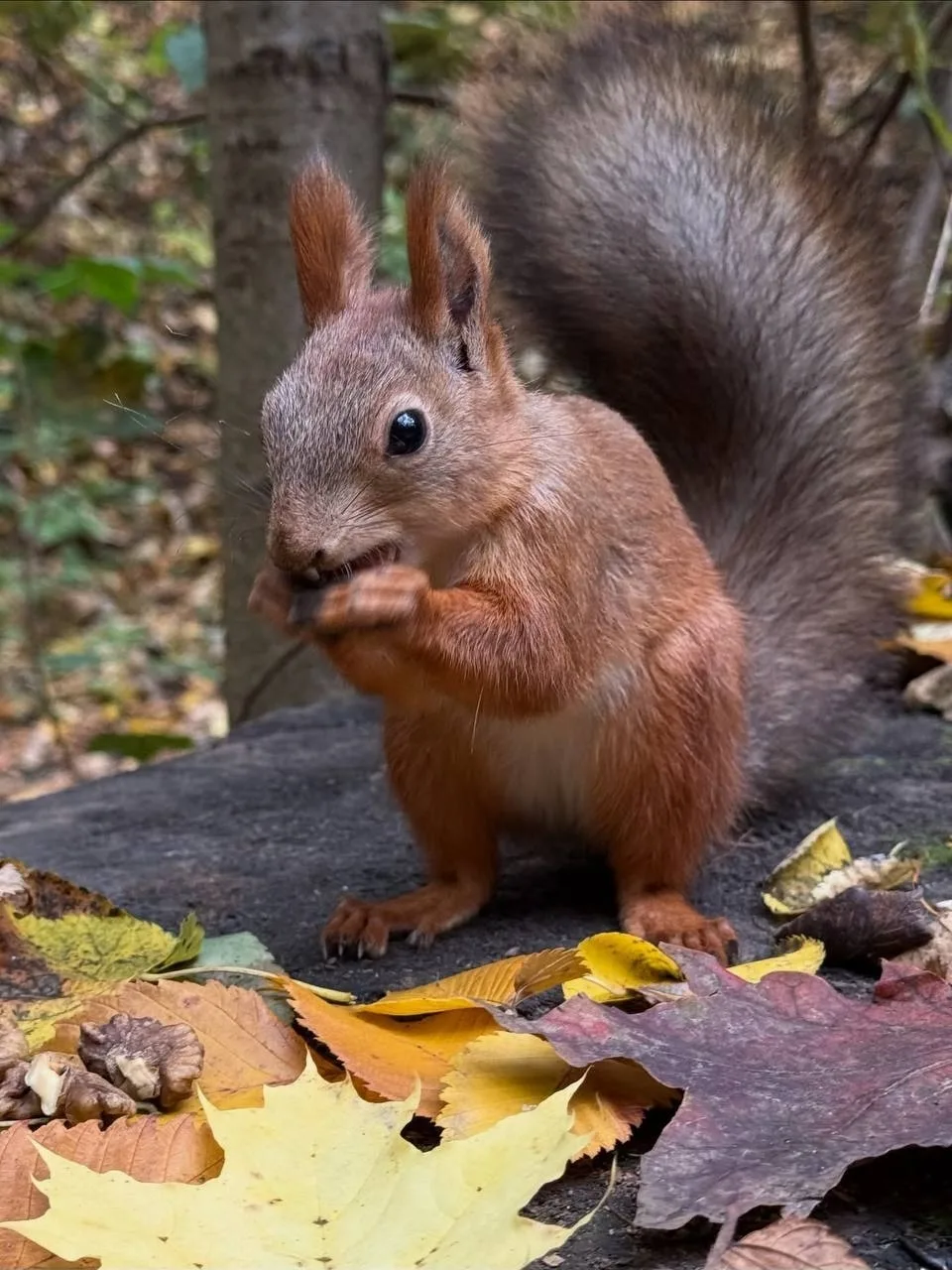 🐿 Пушистая обитательница парка Горького