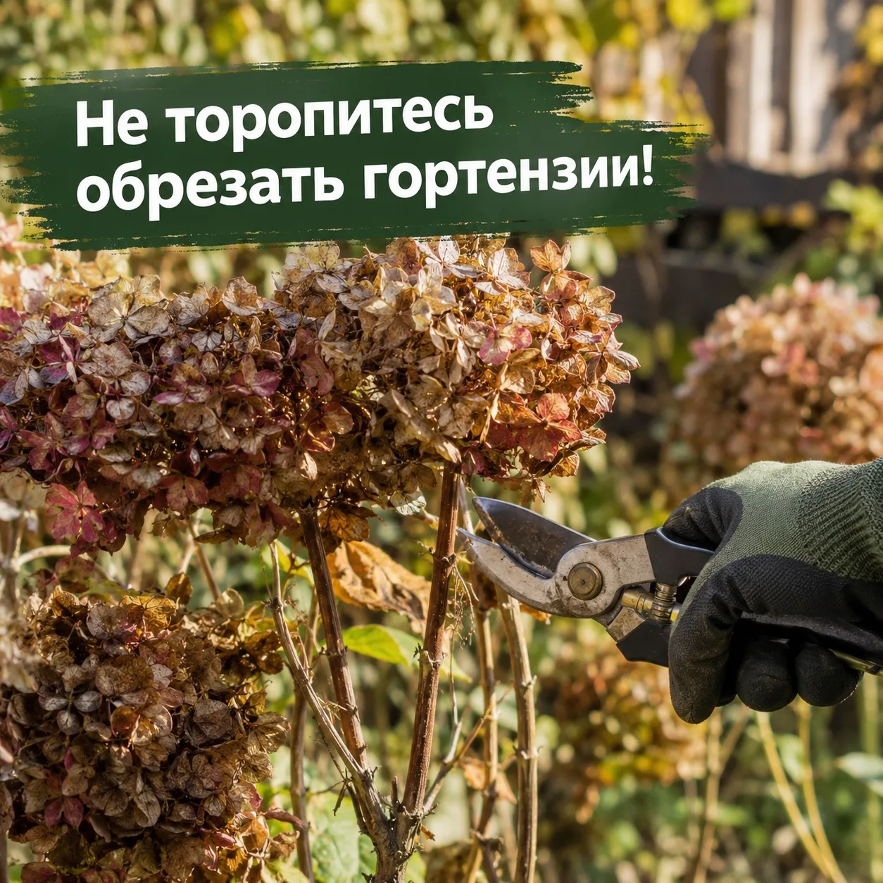 🌿 Не торопитесь обрезать гортензии!