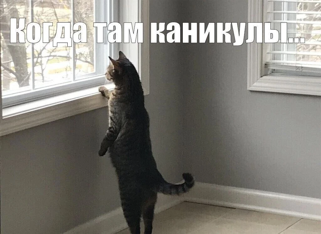 👏Школьники и их родители, держитесь: отдых близко!