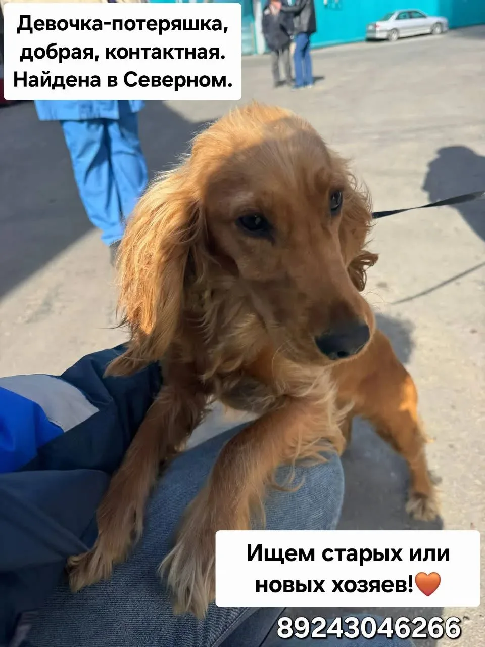 Найдена собачка в северном❗