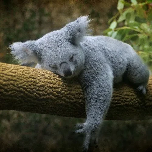 🐨 А ты знала, что коалы спят около 20 часов в сутки?