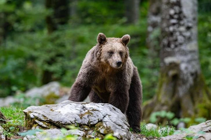 За вчерашний день в Усть-Куте было отрегулировано три медведя 🐻