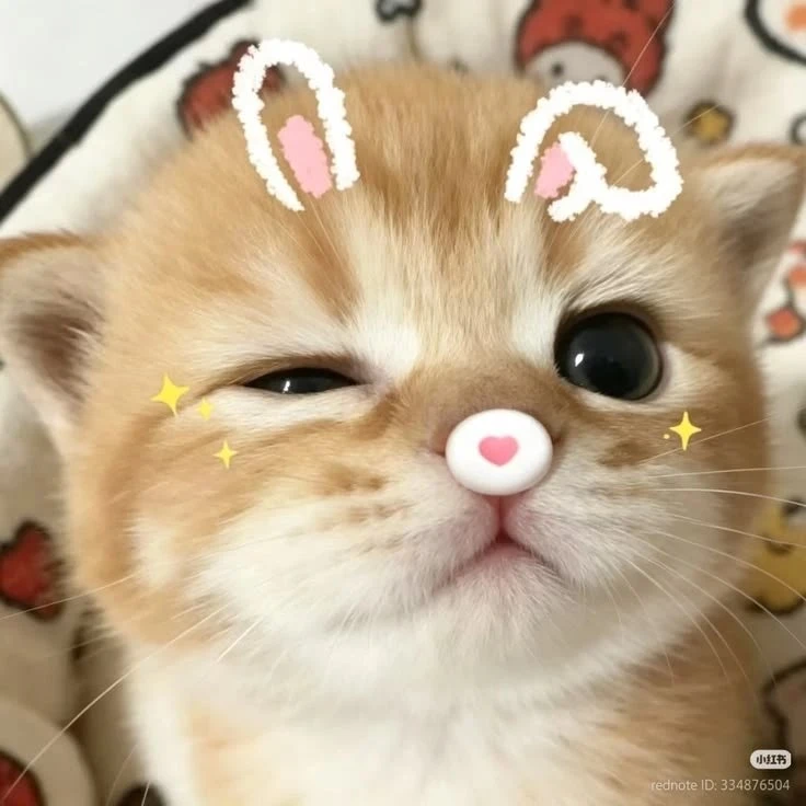 Аватарки с котами🐈