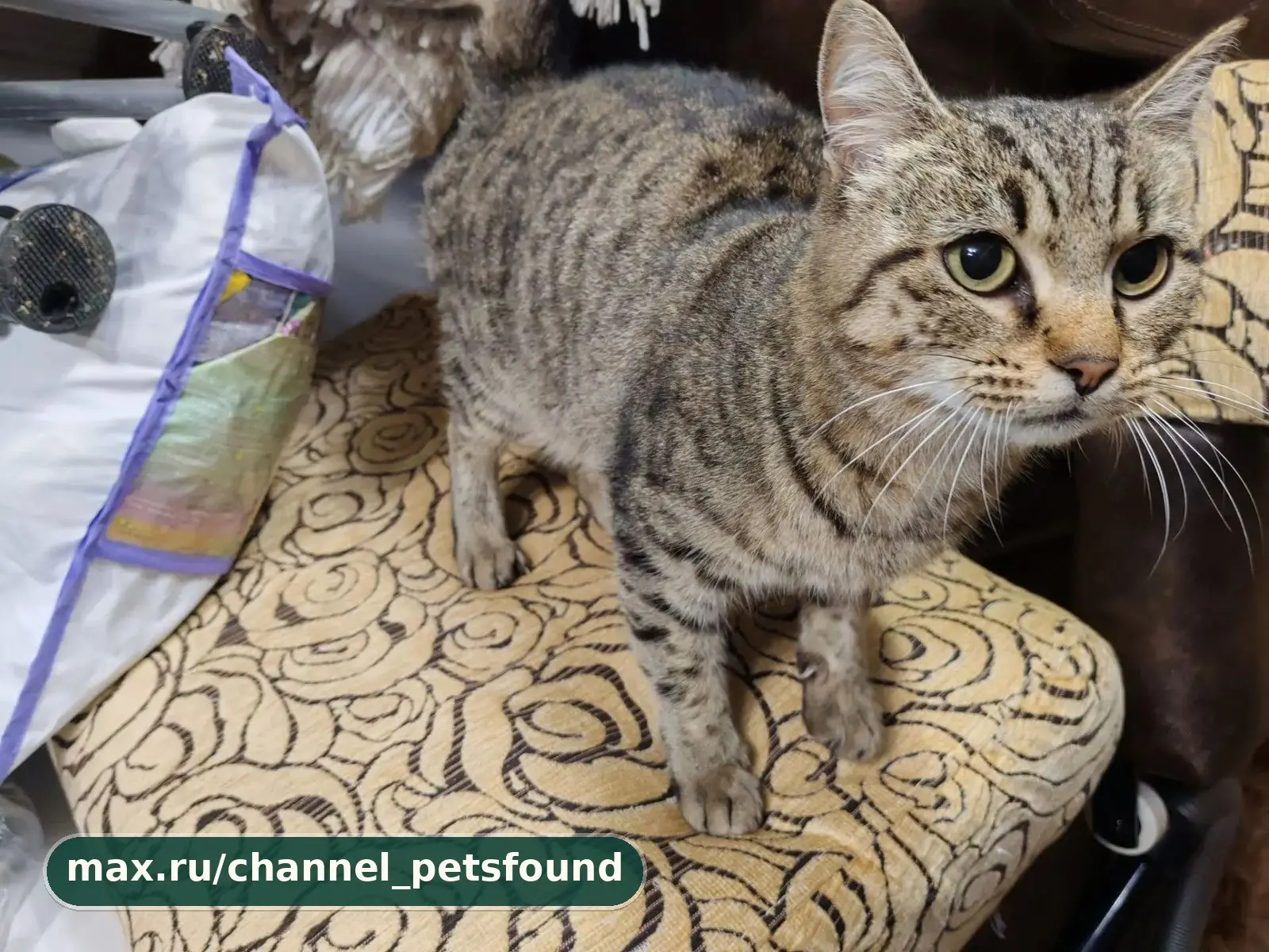 🐾 Найден питомец — Ханты-Мансийск
