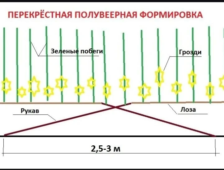Виноградны ничек кисәргә?
