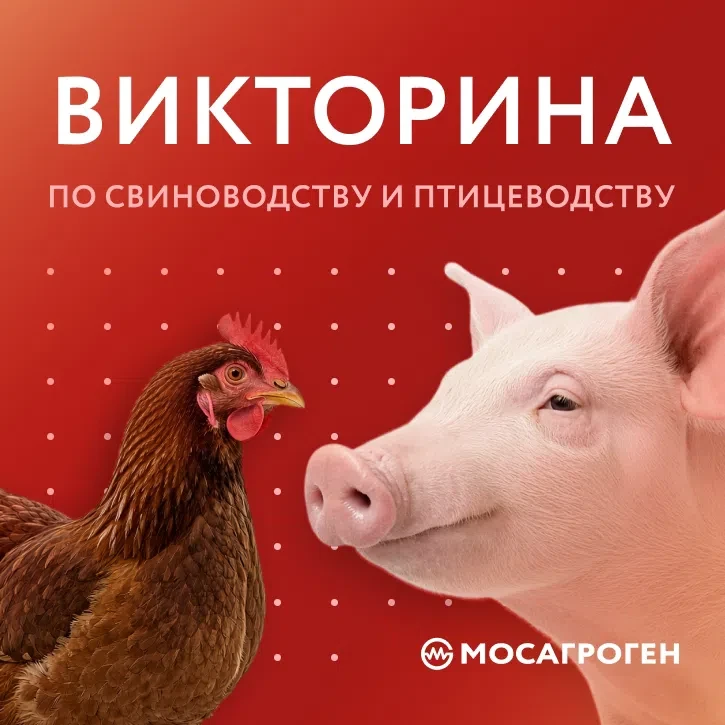 👨‍💻Две викторины, чтобы проверить знания по свиноводству и птицеводству
