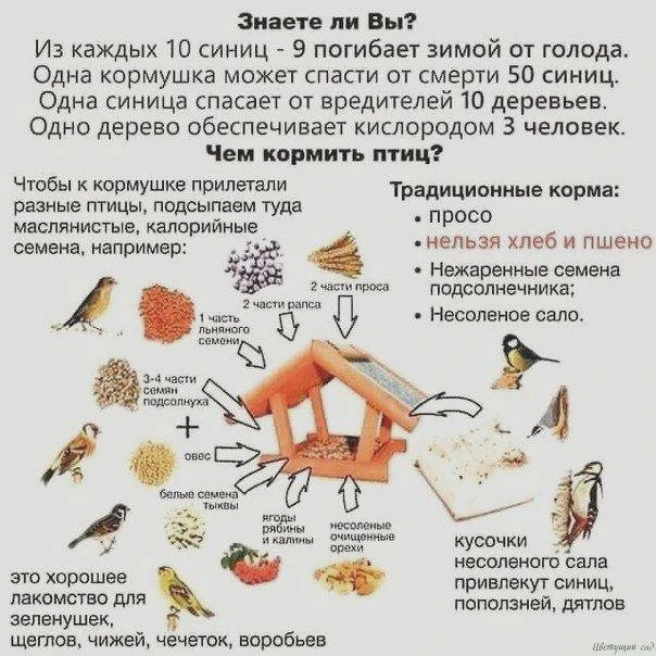 Спасаем синичек правильно!😊