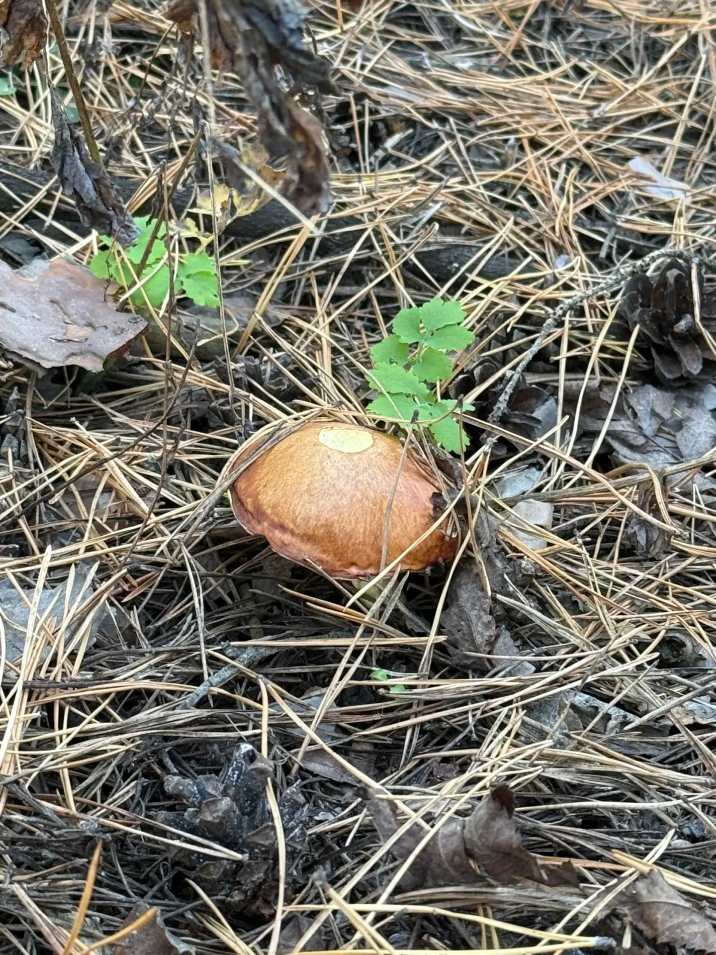 Грибы грибы! Везде грибы! 🍄‍🟫