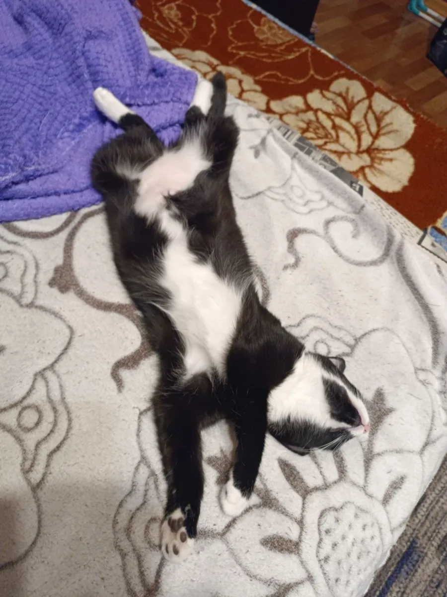 😍 Котодети такие дети
