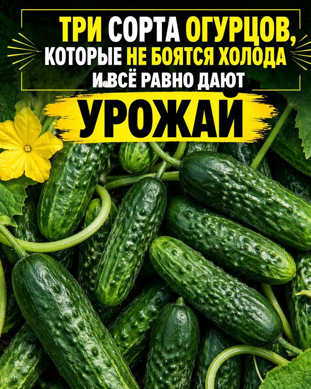 ТРИ СОРТА ОГУРЦОВ, КОТОРЫЕ НЕ БОЯТСЯ ХОЛОДА И ВСЁ РАВНО ДАЮТ УРОЖАЙ