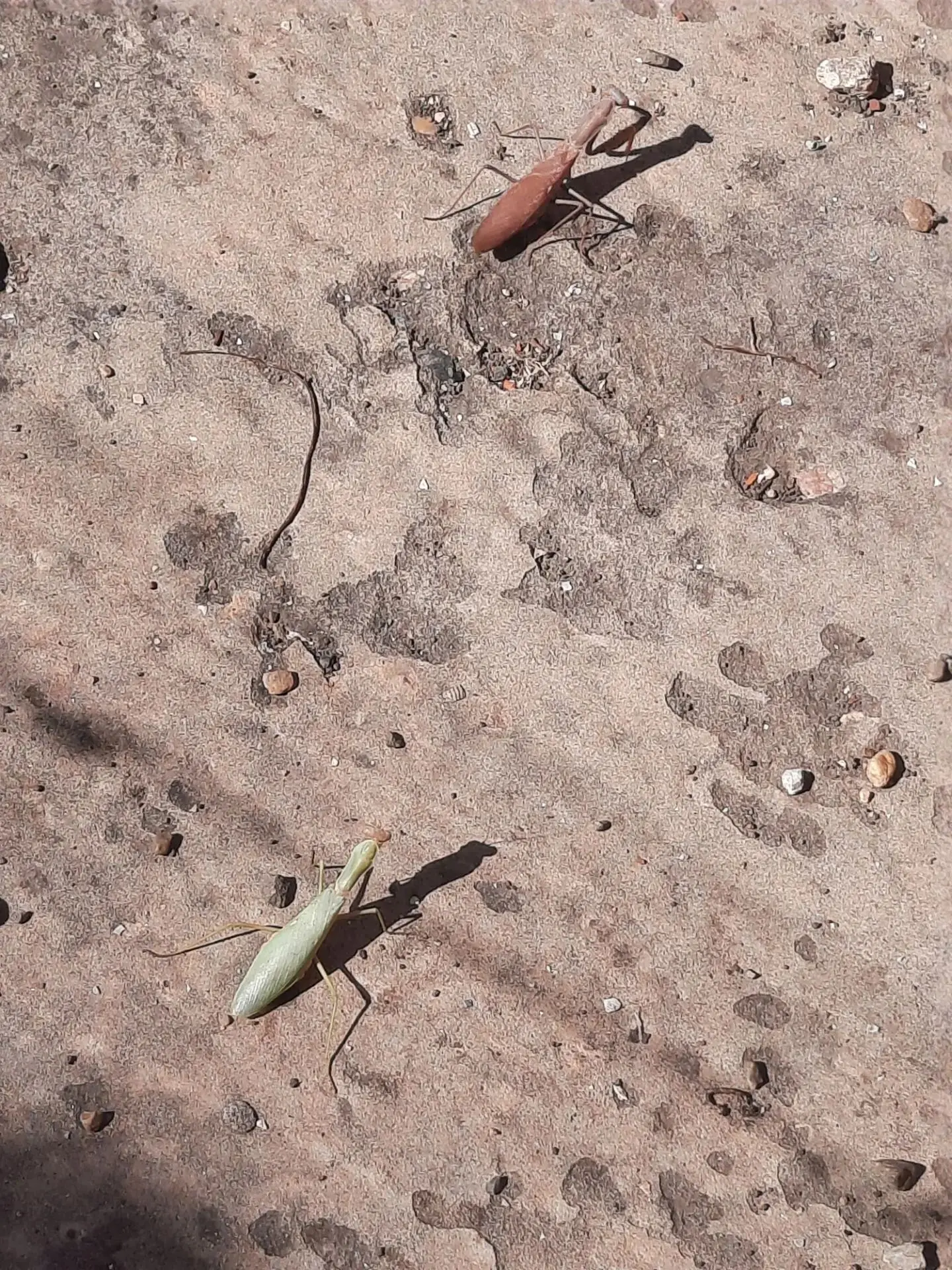🦗✨ Необычная встреча в беседке: сразу два богомола!