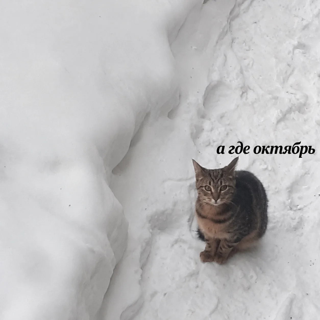 🥶 В Новосибирскую область идут морозы