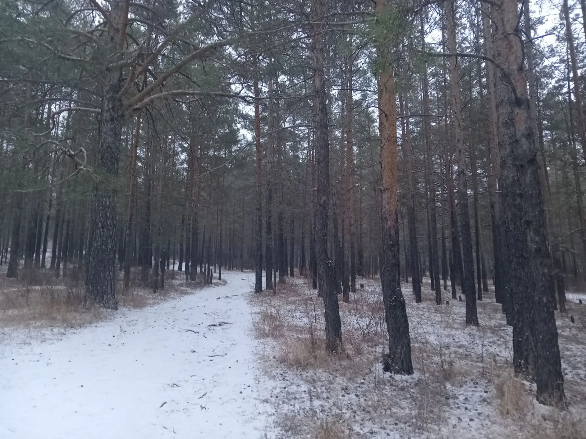 ❄Читу сегодня слегка припорошило, но этого оказалось достаточно, чтобы улицы и тротуары...