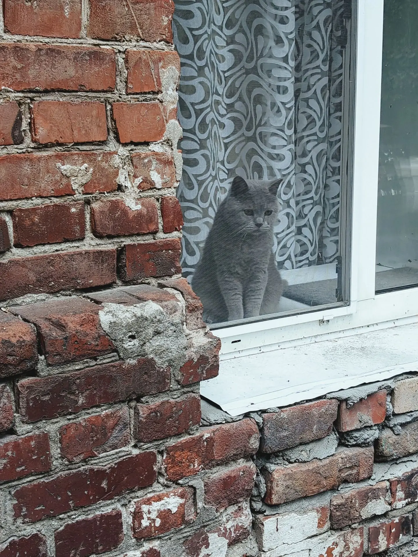 Коты воронежских окраин. Мяу)