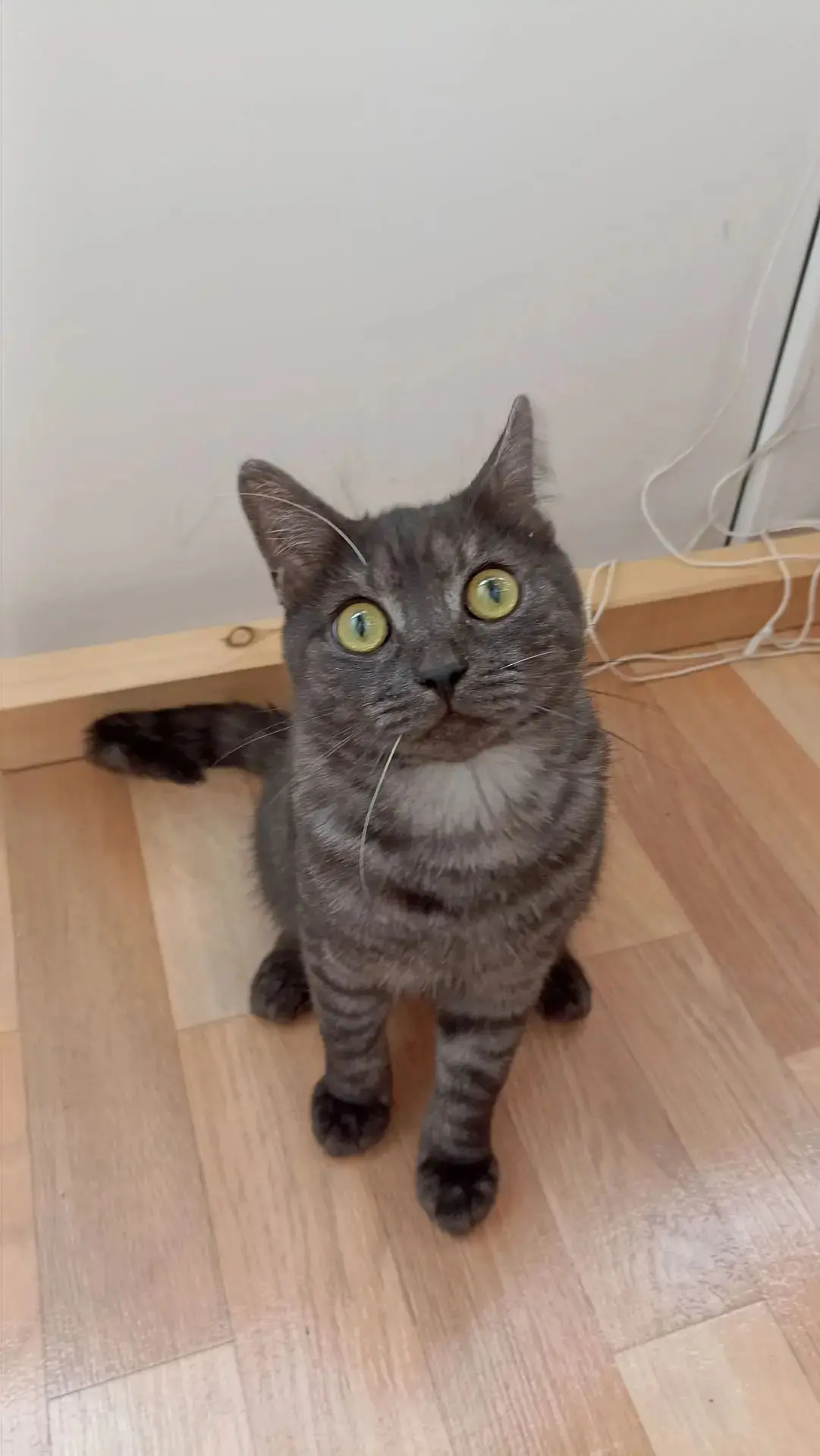 Отдам котика