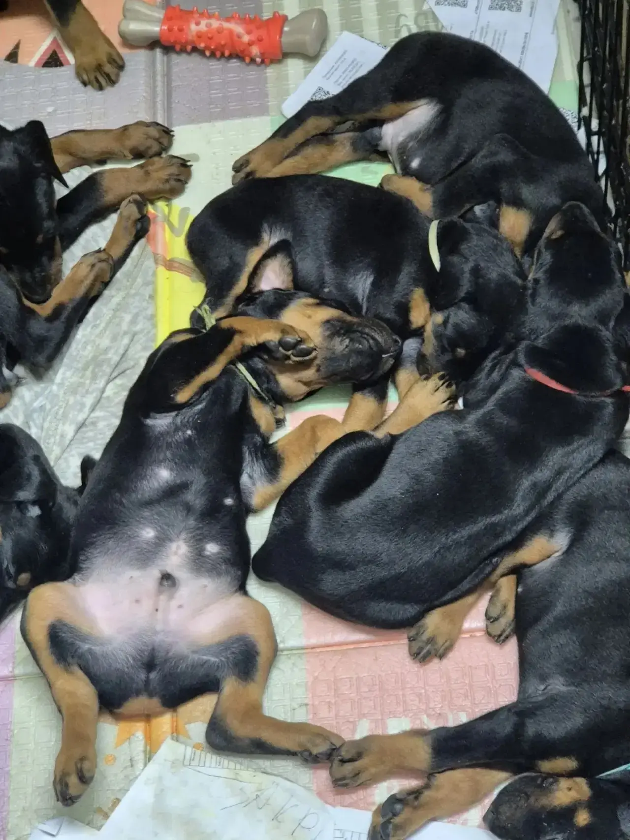 🐶 Мечтаете о верном друге с благородной внешностью и живым умом? Знакомьтесь — щенки д...