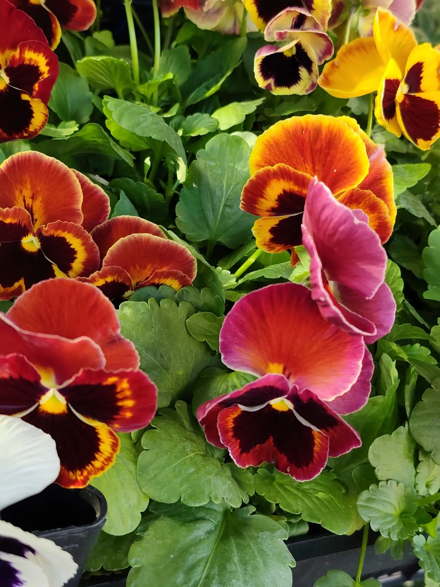 Доброе дождливое и сырое  утро! 🌺