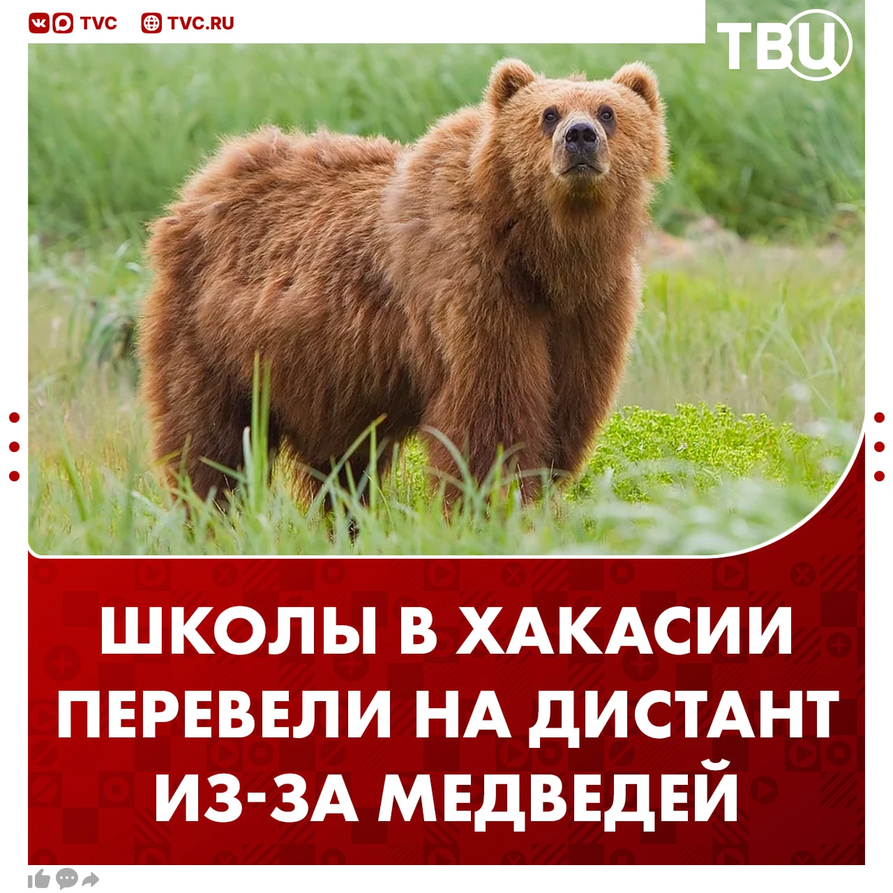 Три школы в Хакасии перешли на дистанционное обучение из-за медведей
