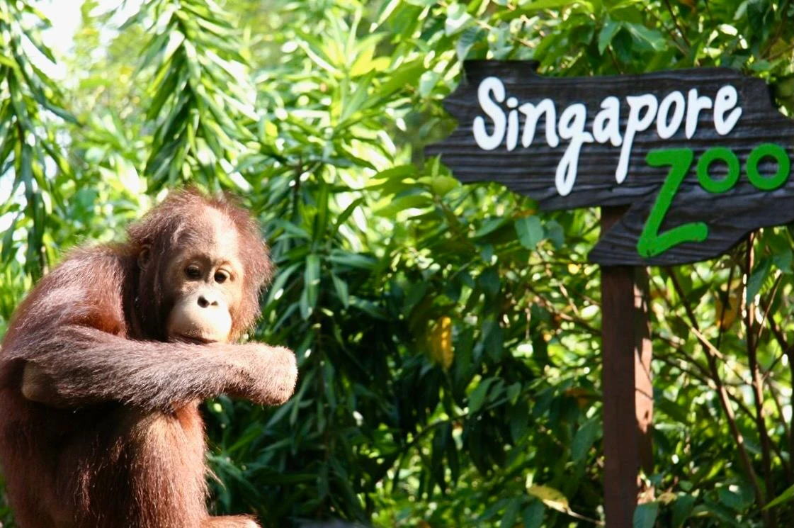 Сингапурский зоопарк, Сингапур 🇸🇬