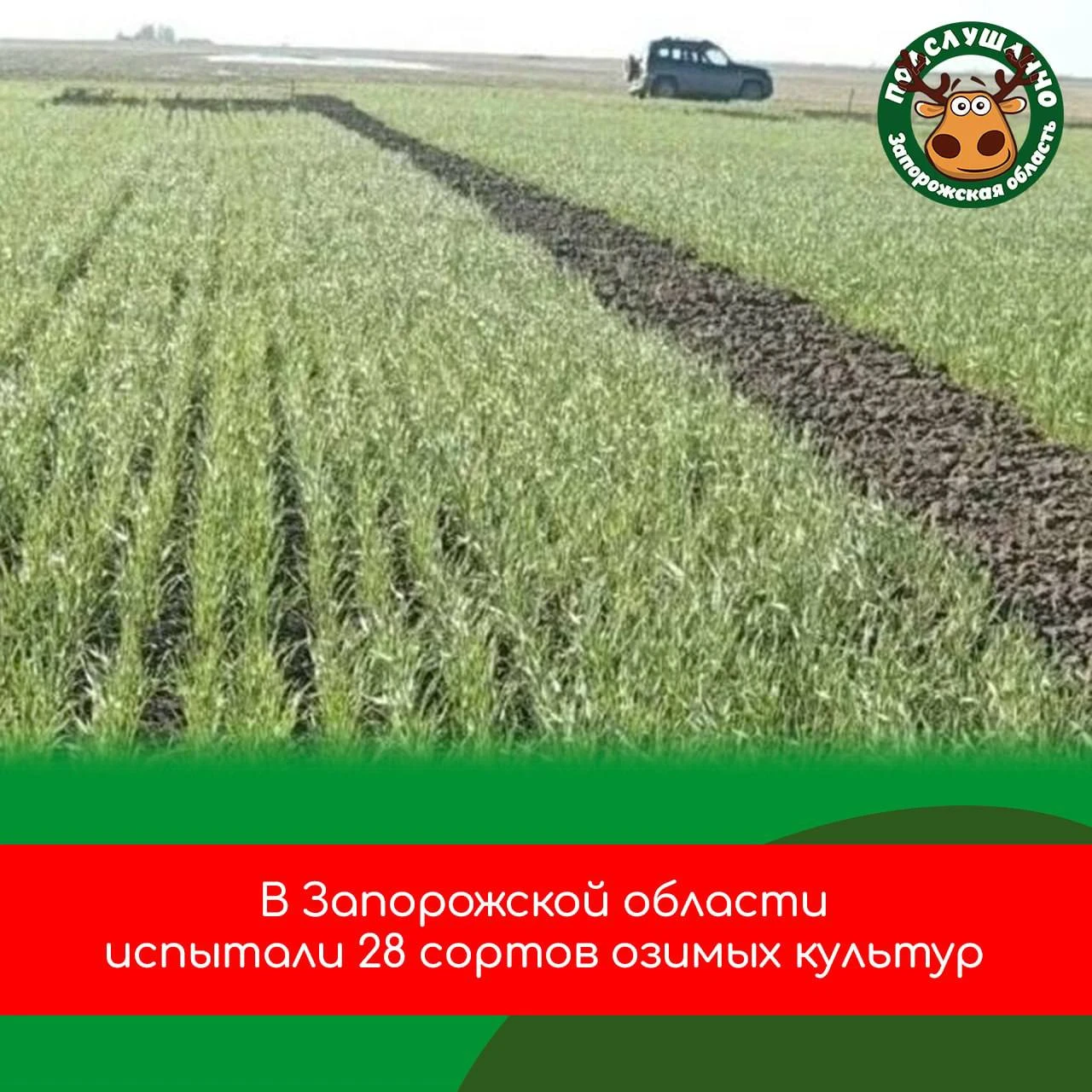 🌾 В Запорожской области проверили 28 сортов озимых культур
