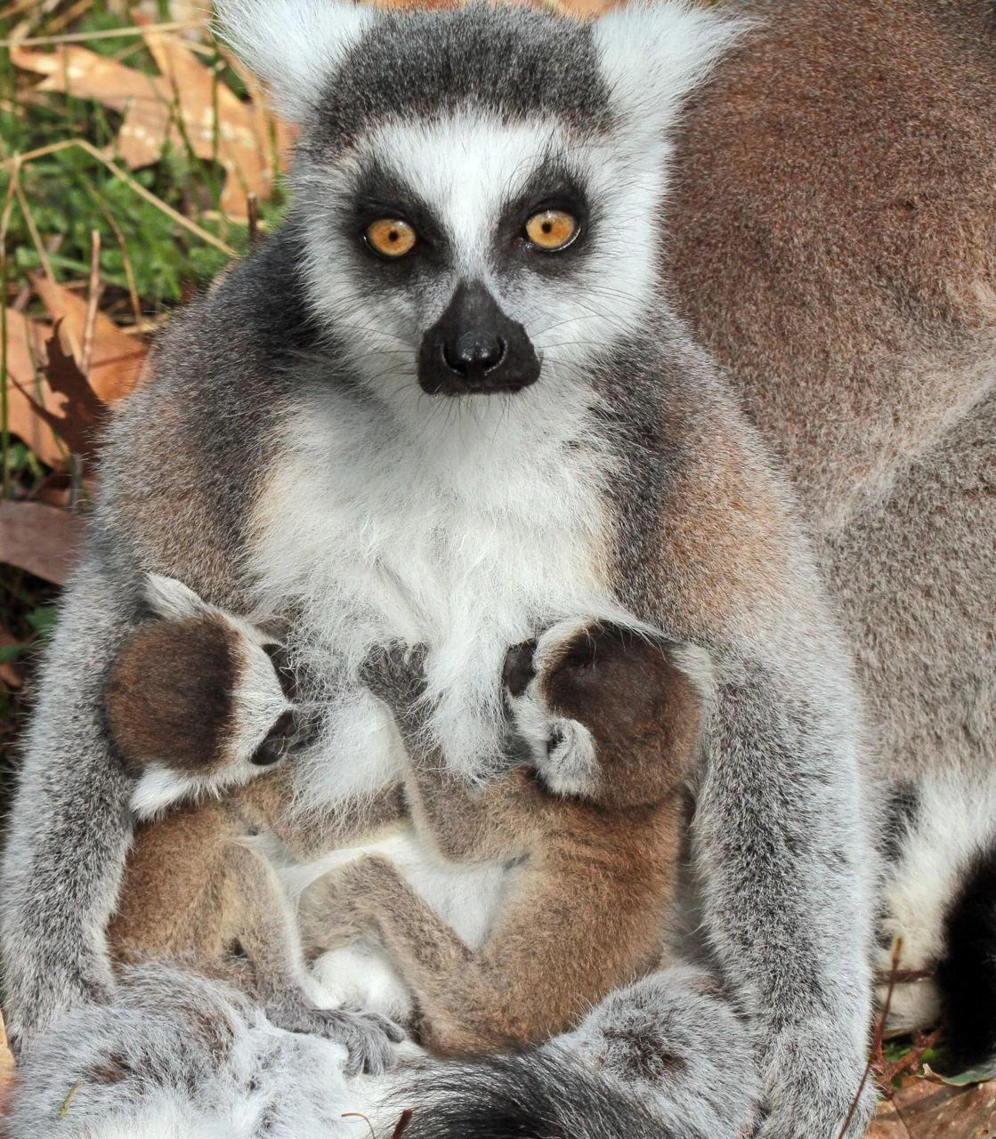 Кошачий лемур с двумя детёнышами