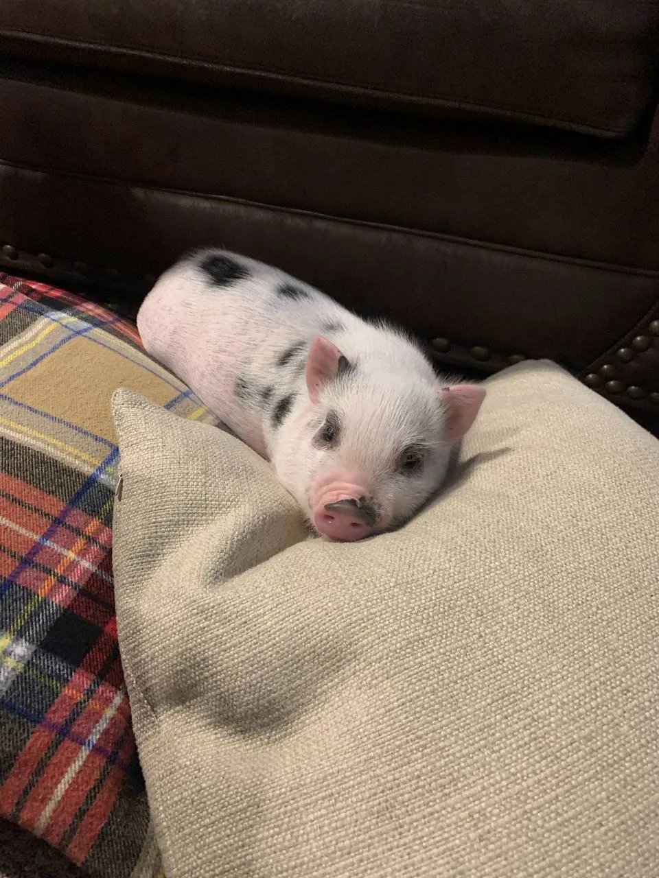 🐷 Свинки отлично поддаются дрессировке