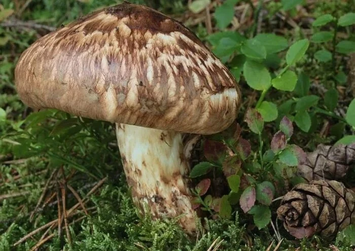 🇯🇵🍄 В Японии есть гриб, который стоит дороже билета в кино. Иногда — дороже зарплаты: