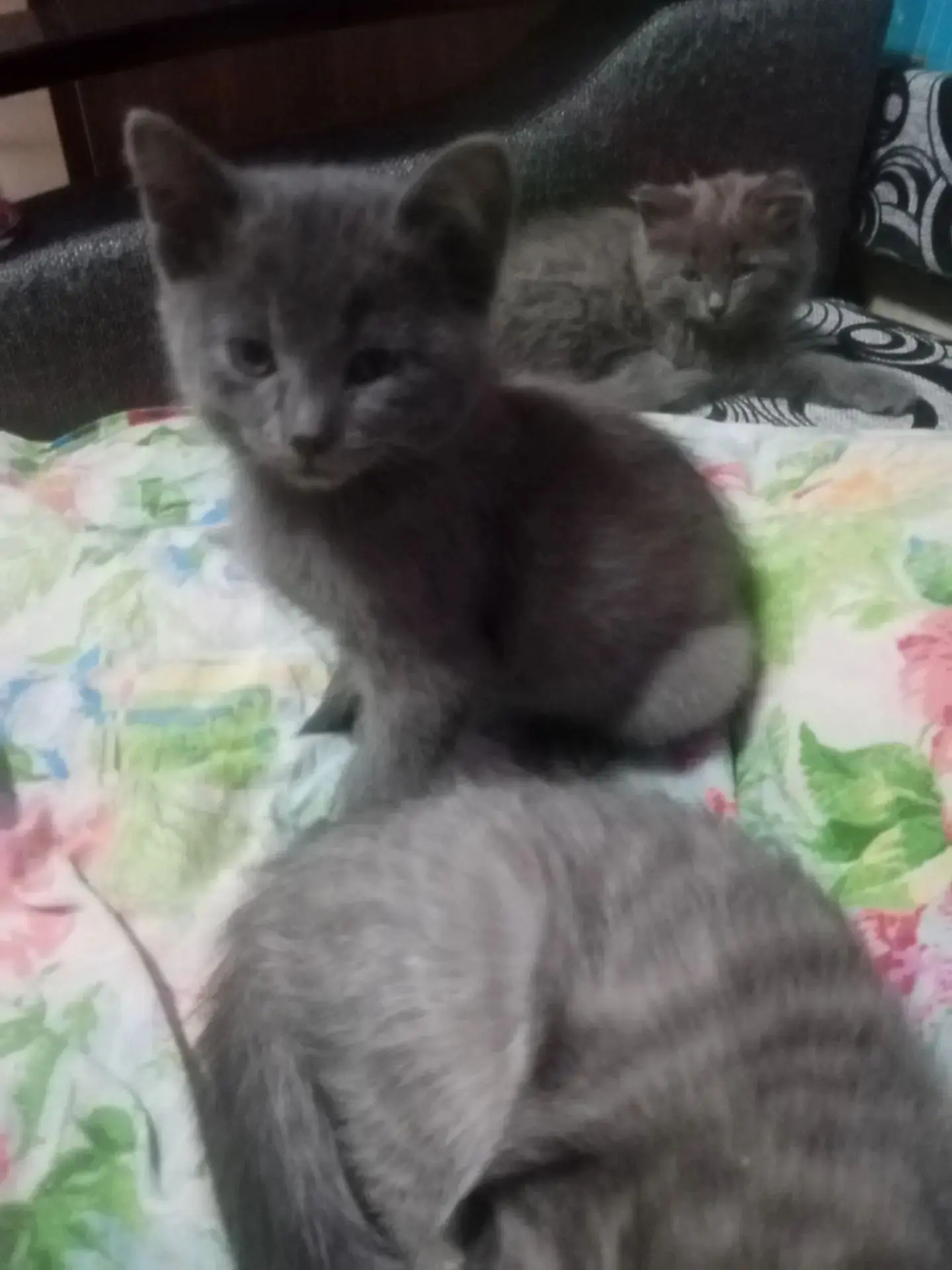 Отдаются в добрые руки Шотландские прямоухие котята.