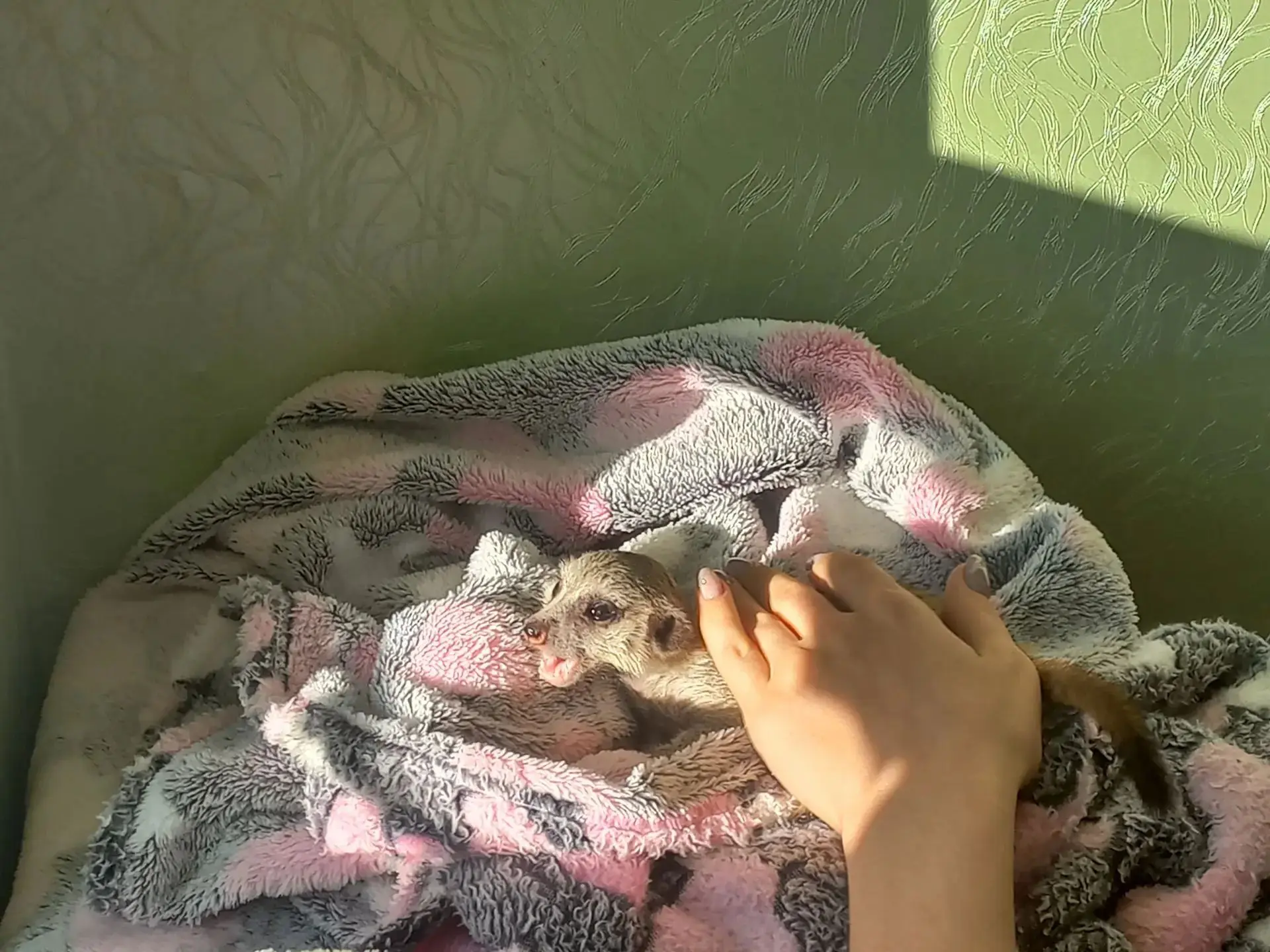 Сурикаты очень милые, согласись! ❤️ Но некоторые факты ты вряд ли знал. Сейчас приведу ...