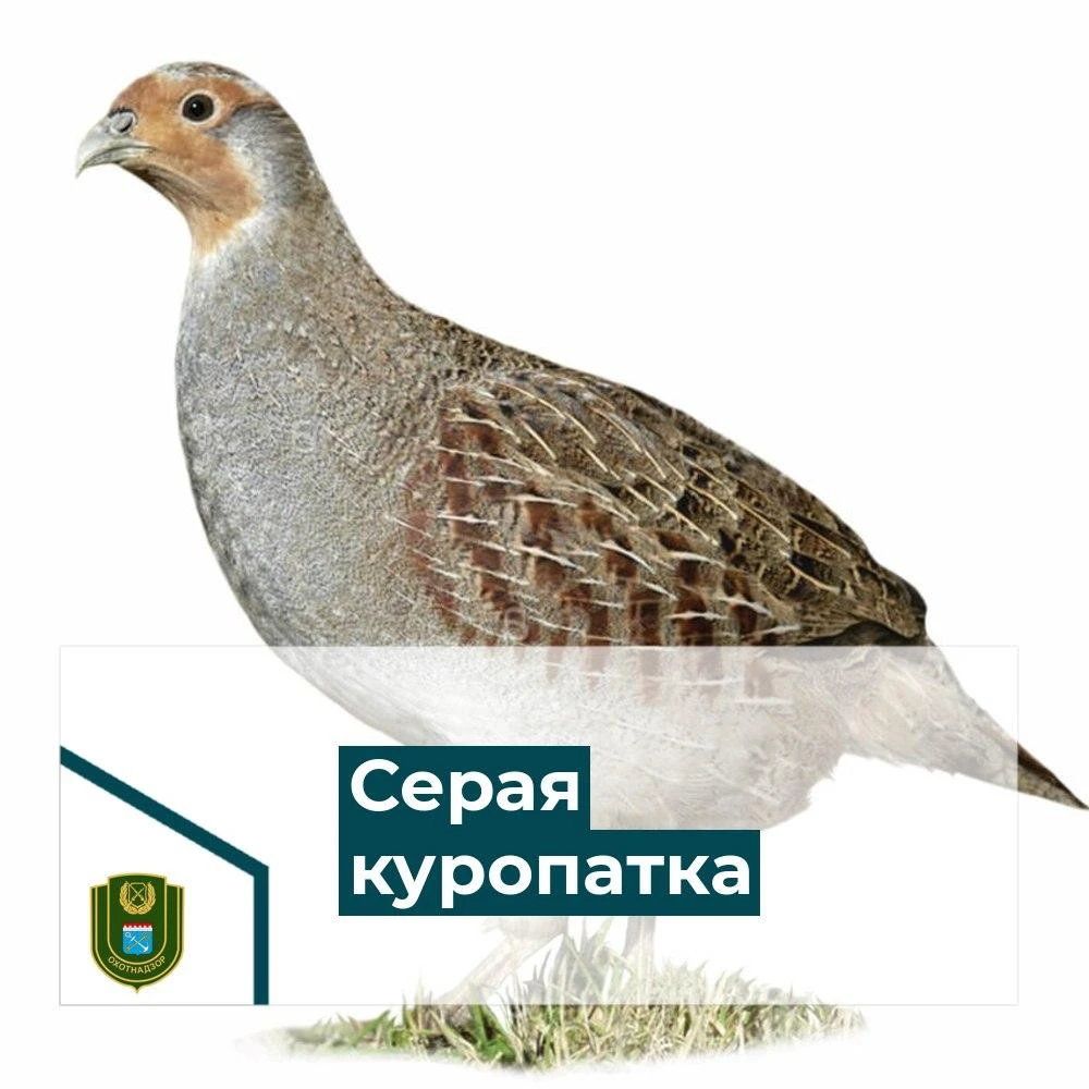 В Ленинградской области продолжается реализация программы по восстановлению численности...