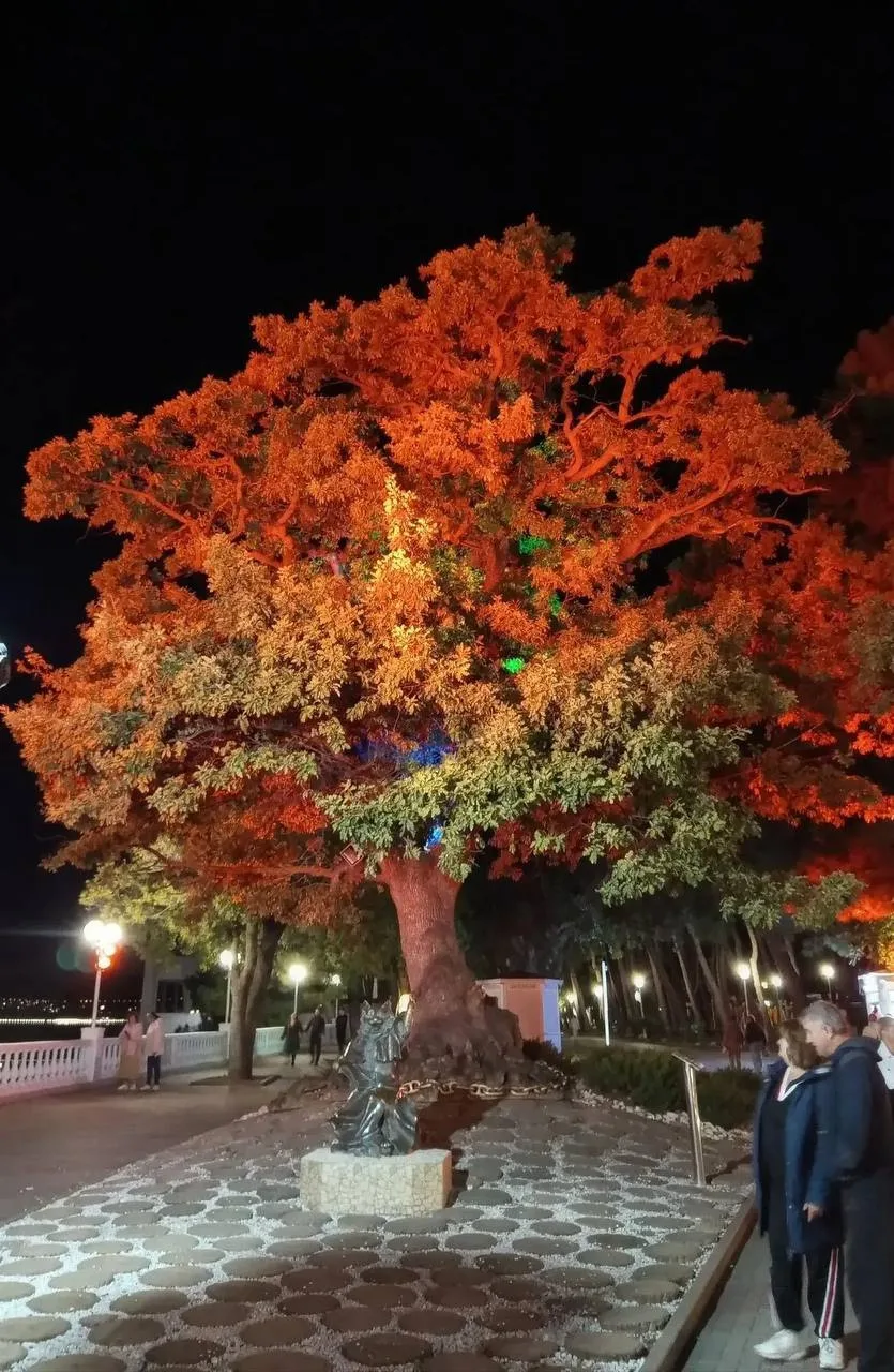 😍Сказочный дуб на набережной Геленджика меняет один наряд за другим ...