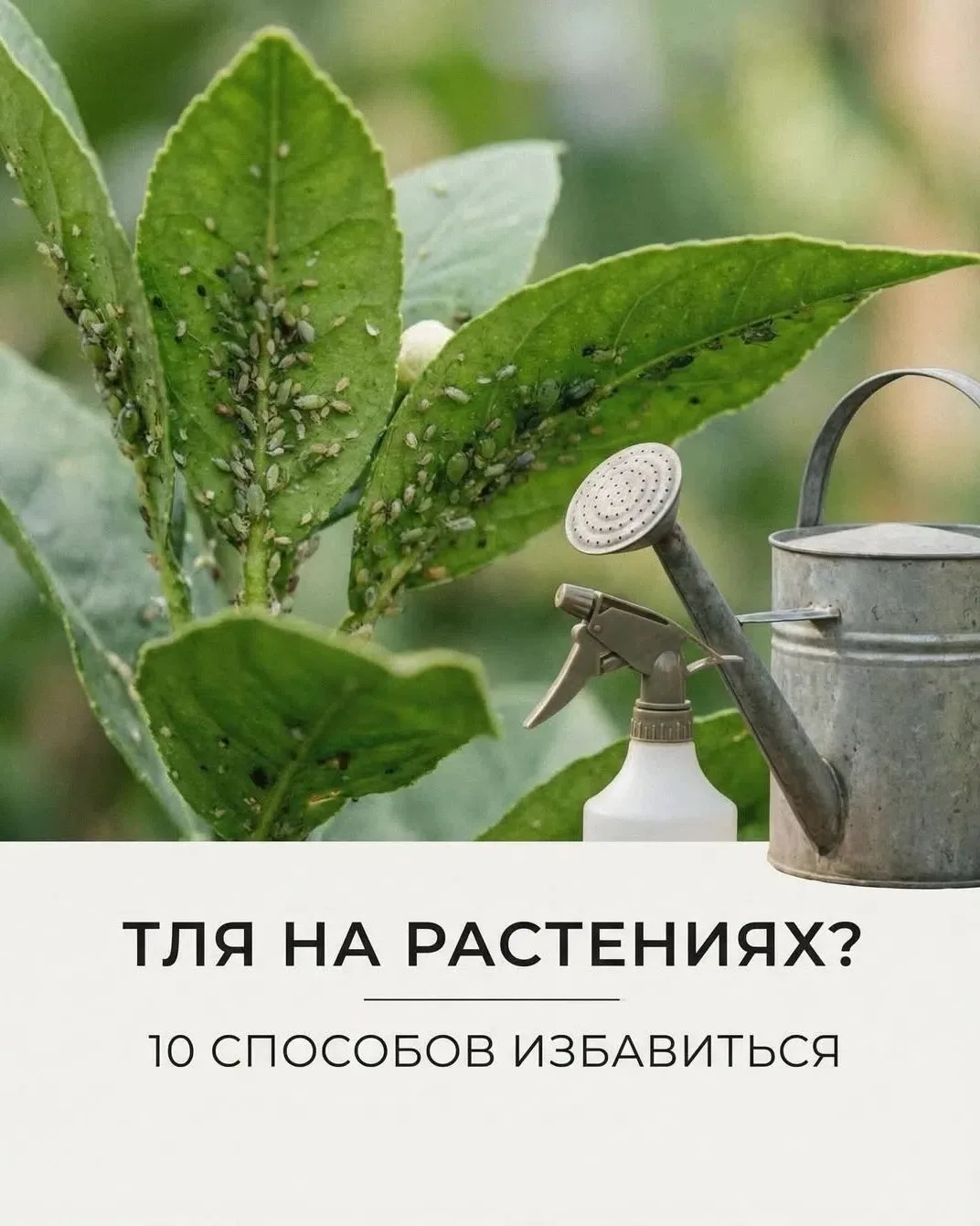 #сад #огород #дача #ландшафтный_дизайн #цветы