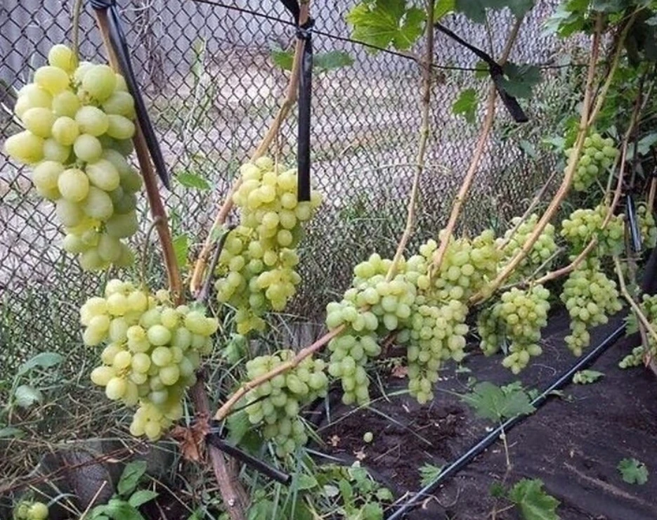 Доступно об удобрeние виногрaдa