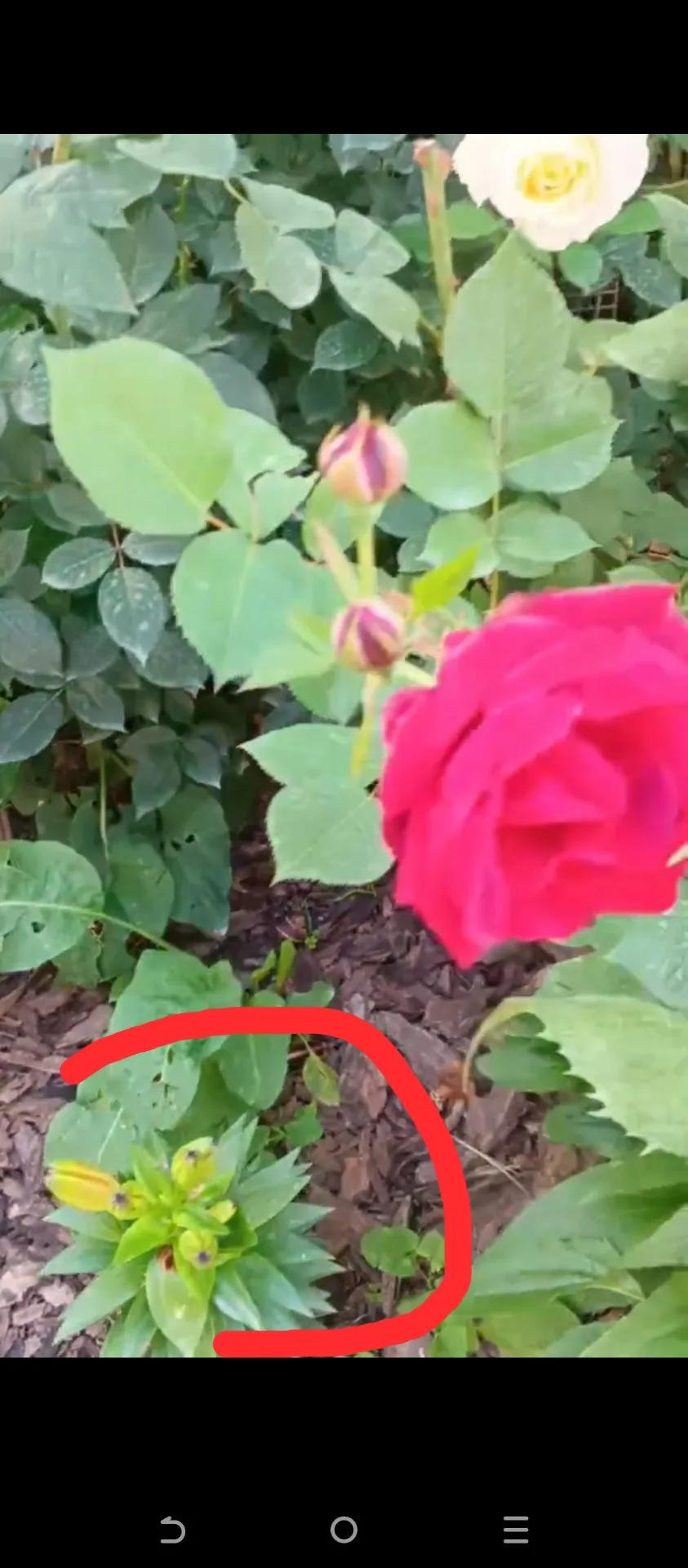 Вот эта лилия на видео уже поломана) Муж наступил на неё, когда ставил сетку, чтобы кал...